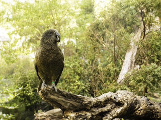 Auckland Kea Bird