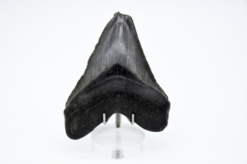 Baby Megalodon shark tooth, black, 2.5 inch fossil, real on white background. 
