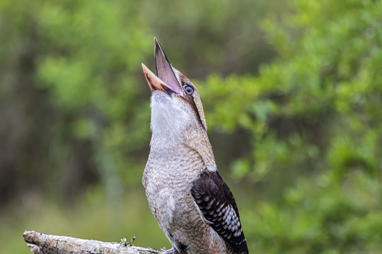 Kookaburra