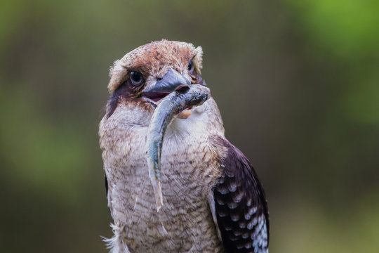Kookaburra With a Fish