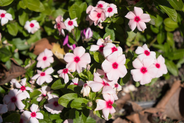 Pink Flowers