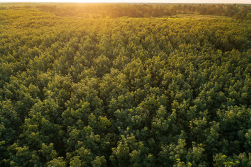 Aerial view of drone fly over of rubber plantation in Thailand