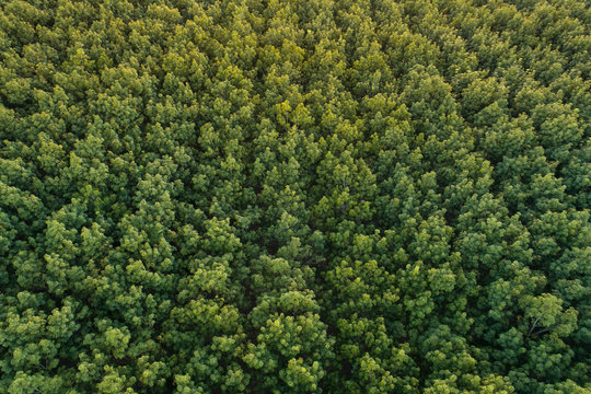 Aerial view of drone fly over of rubber plantation in Thailand © Thongsuk