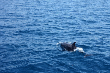 Obraz premium Black Dolphin back in open sea
