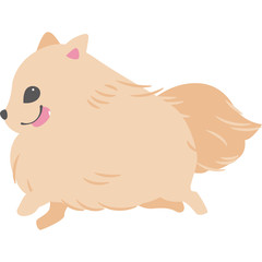 走る犬（ポメラニアン）