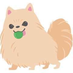 ボールで遊んでいる犬（ポメラニアン）