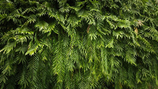 Nature green leaf background and textured, Beautiful leaf fern backdrop panorama