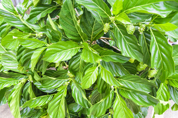 Noni tree top view.Fruit or herb background.Zoom in