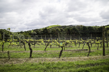 Waiheke Island vineyard