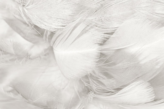 black and white feather texture background 
