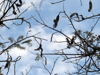 Árvore galhos secos outono céu azul
