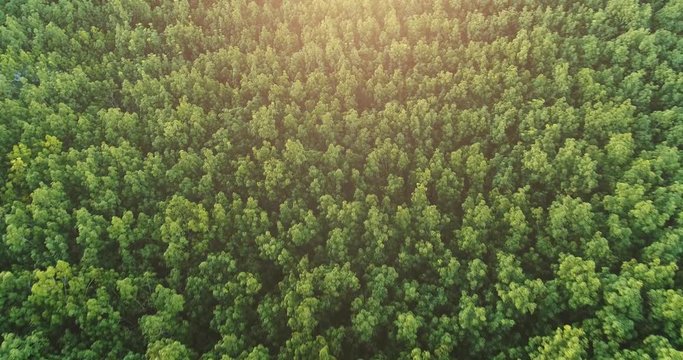  4K Aerial fly over of rubber trees plantation in Thailand