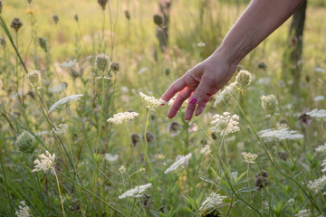 woman reaching out and touching queen annes lace flowers in field