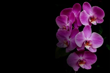 Poster Rosa Orchideenblume auf schwarzem Hintergrund mit Kopienraum. © jtas