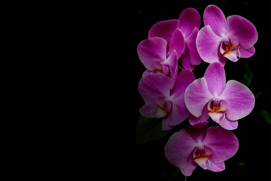 Fototapeta Pink orchid flower on black background with copy space.