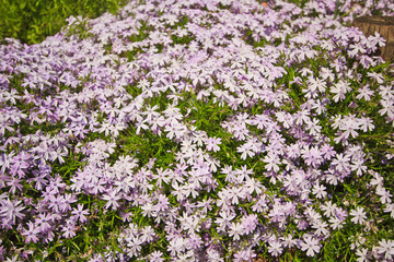 Obraz premium Phlox sublata blue creeping phlox