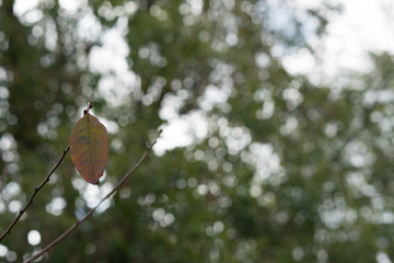 the one leaf left