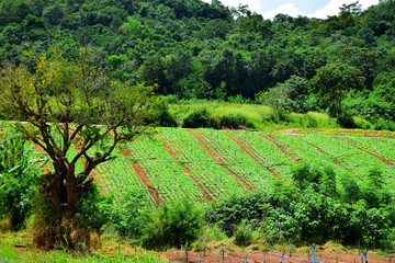 Fototapeta na wymiar View of Vegetable farm beautiful landscape