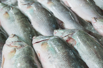 fresh Sea bass on ice for selling at sea food market