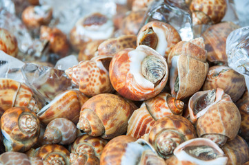 Fresh Spotted babylon at seafood market in Thailand