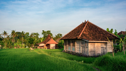 Fototapeta na wymiar The house on the rice field in the morning