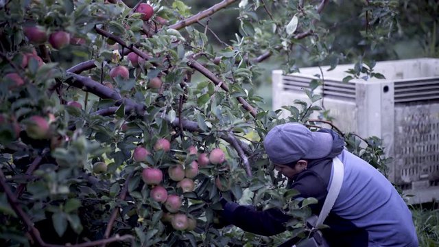 Apple picker furiously picking ripe, red apples on a tree.