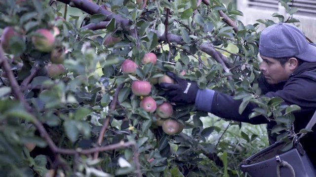 Apple picker furiously picking ripe, red apples on a tree.