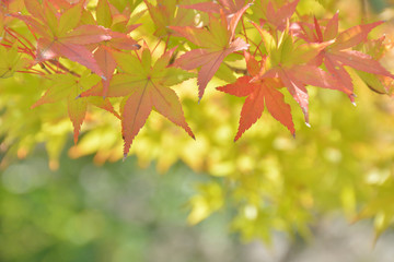 色づき始めたモミジ

