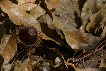 ドングリと落ち葉


