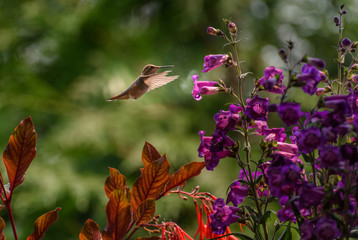 Anna's Hummingbird 8831