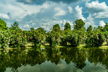 Palm trees with green lake