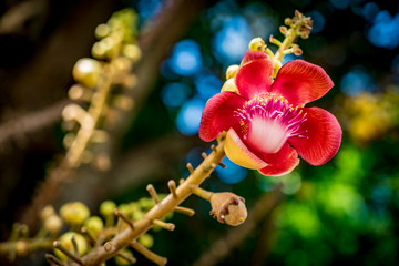 Flower of sala tree