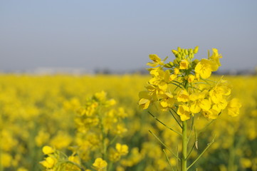 菜の花畑
