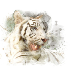 Closeup face of white bengal tiger. Watercolor painting (retouch).