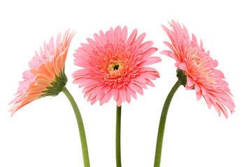 Pink gerbera flower  isolated on white1