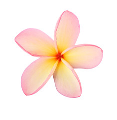 Pink Plumeria Flower object isolate on white