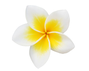 Fototapeta na wymiar single beautiful frangipani