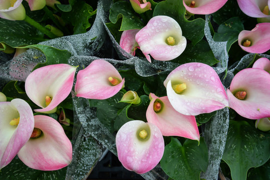Pink calla lilies with drop of rain