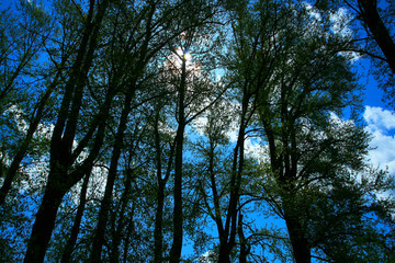 a picture of an Pacific Northwest forest canopy 