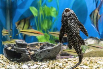 Fish-sucker plecostomus in a small beautiful aquarium.