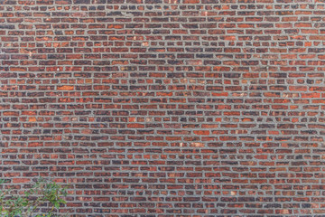 Brick wall with green plant