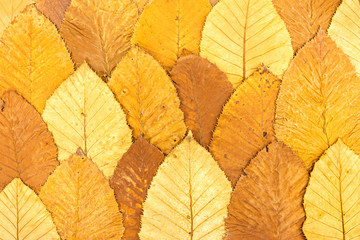 bright autumnal background made of fallen colorful leaves
