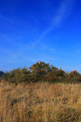 Obraz premium a picture of an Pacific Northwest meadow and beer tree