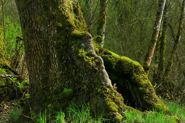 a picture of an Pacific Northwest old growth mossy maple tree