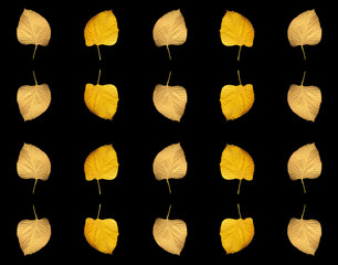 Collage of yellow autumn leaves on a black background