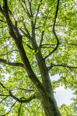 A view of the tree in a tree lined with sun.