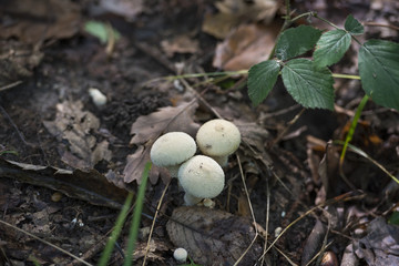 champignons en forêt