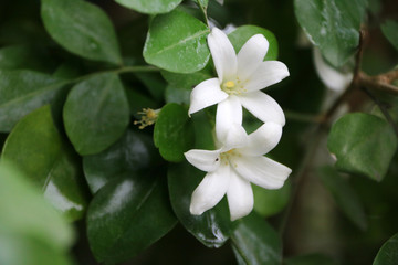 Orange Jessamine or Satin-wood or Cosmetic Bark Tree is a white color on the green tree. Murraya paniculata is scented flowers, which is grown as an ornamental tree.