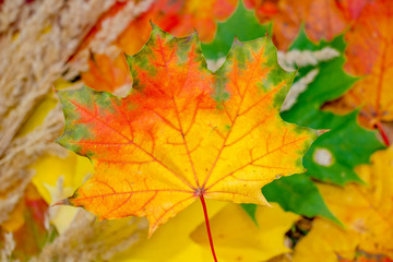 Naklejka na ściany i meble Colorful tree leaves in autumn 