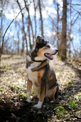 German Shepherd Border Collie Mix Breed Dog sitting in Forest